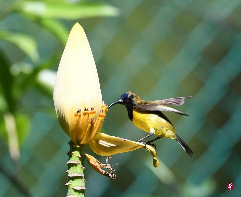 雄黄腹花蜜鸟吸食黄色香蕉花(梁金菊提供)