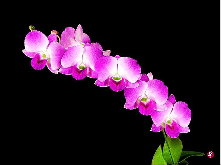 阿德恩石斛兰长达80厘米的半直立花序可以开出23至30朵宽度约为6.5厘米、排列整齐的花朵。（国家公园局提供）