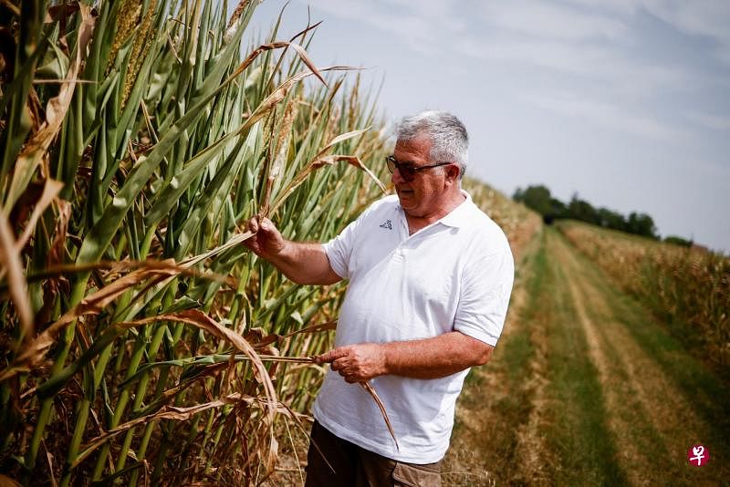 意大利波河流域遭遇干旱，严重影响农业生产。一名67岁的农民在费拉拉市附近的玉米田检查农作物。（路透社）