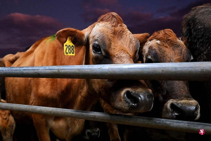 新西兰周二（10月11日）公布针对农场家畜排放的温室气体的征税提案。图为新西兰一家农场所饲养的牛只。（法新社）